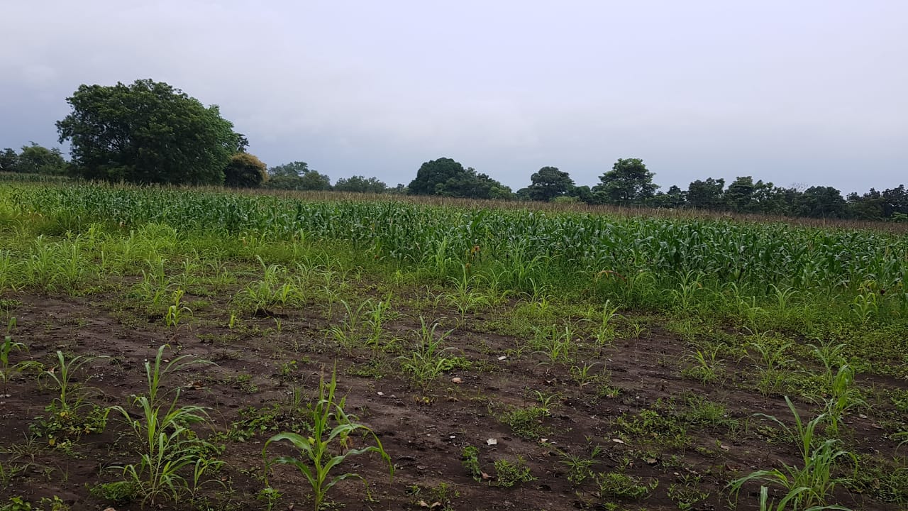 Agricultural / Farm Land in Lonia Maru